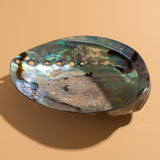 ABALONE SHELL SMUDGE BOWL